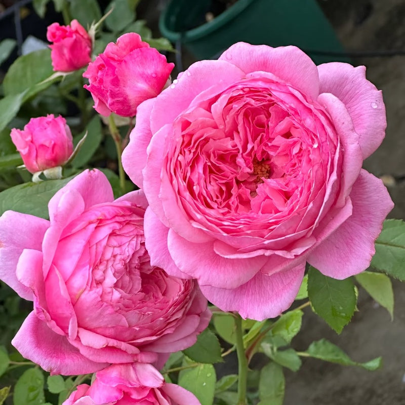 Heirloom Roses Vs Normal Roses Lady Heirloom Rose – Elegant Garden Rose – Fast-growing-Plant