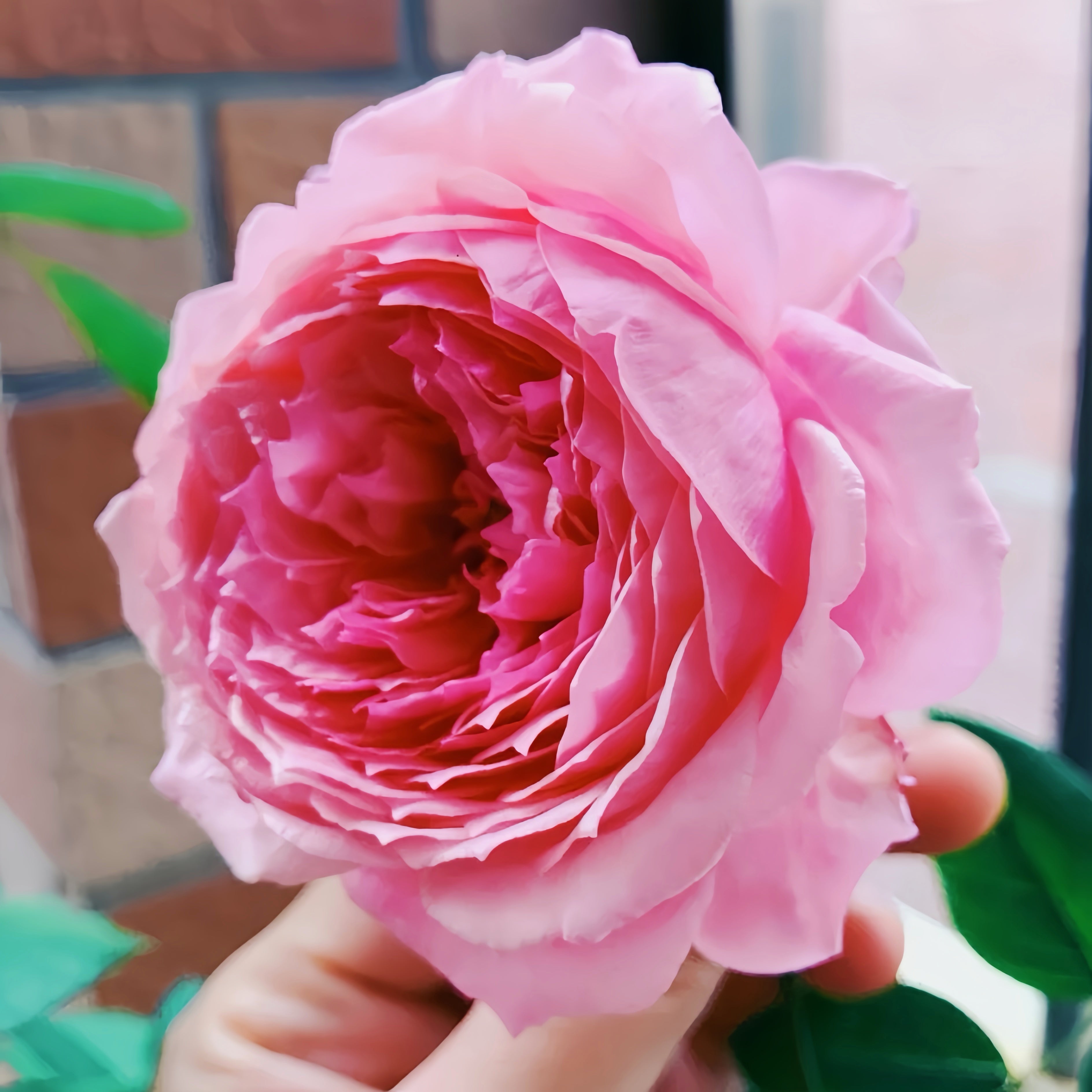 Heirloom Roses Vs Normal Roses Lady Heirloom Rose – Elegant Garden Rose – Fast-growing-Plant