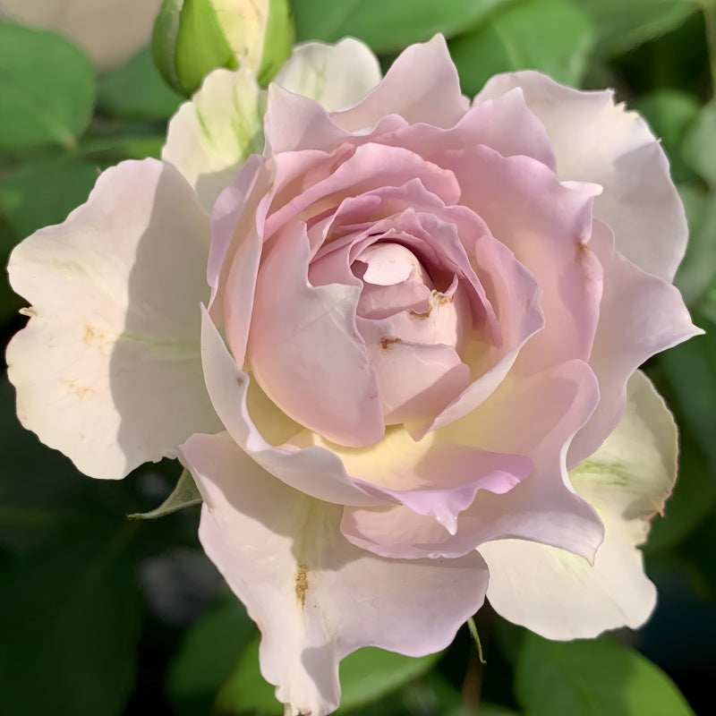 Lapis Veil Rose