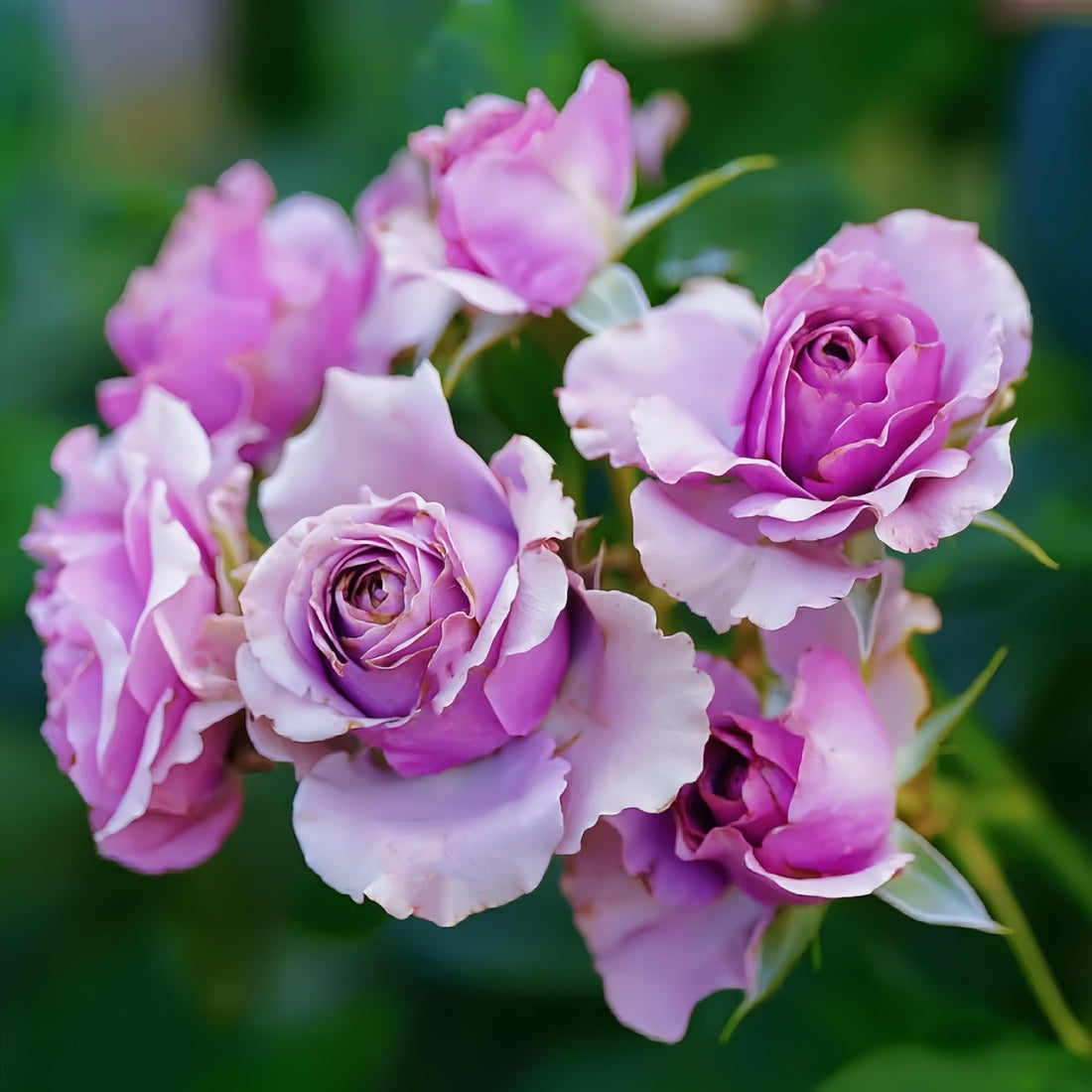 Close-up of Lavender Flower Circus lotus-shaped rose with spiral petal form