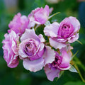 Close-up of Lavender Flower Circus lotus-shaped rose with spiral petal form