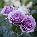 Close-up of Lavender Flower Circus lotus-shaped rose with spiral petal form