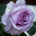 Japanese Lavender Flower Circus rose plant with strong growth and glossy foliage