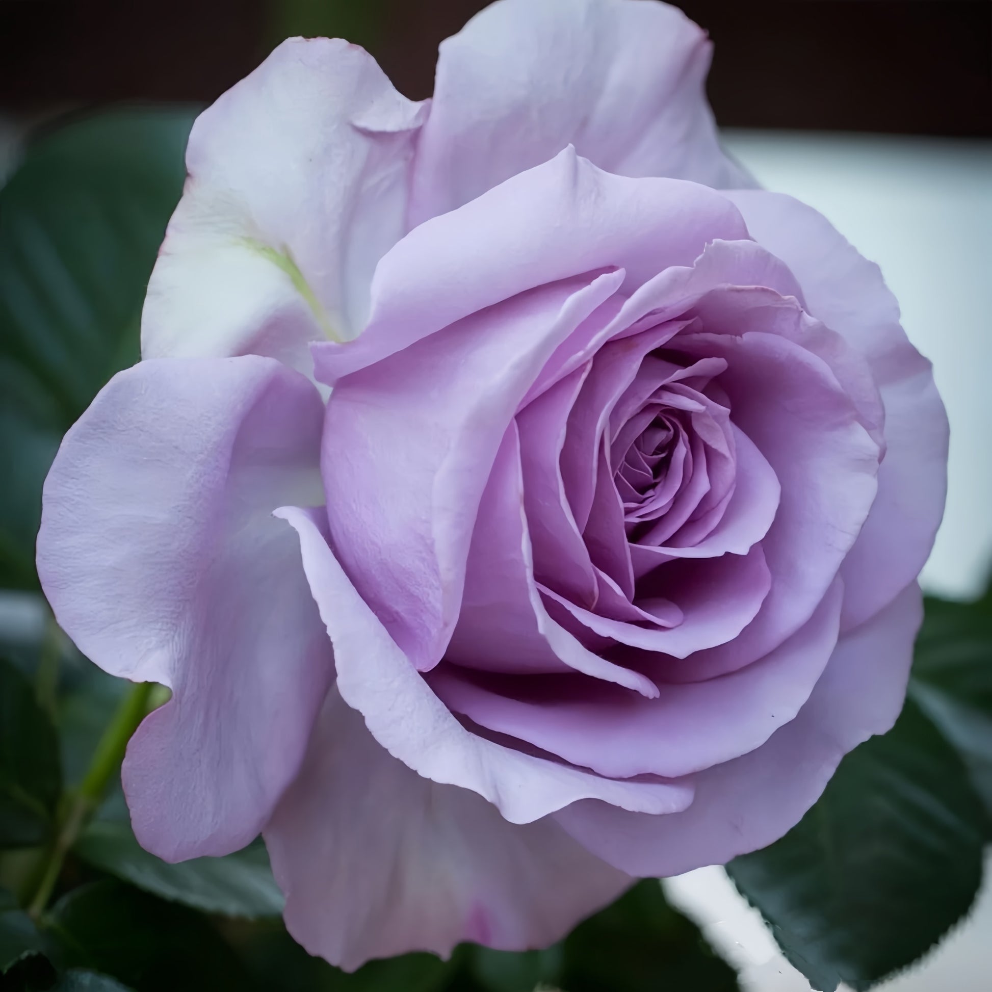 Japanese Lavender Flower Circus rose plant with strong growth and glossy foliage