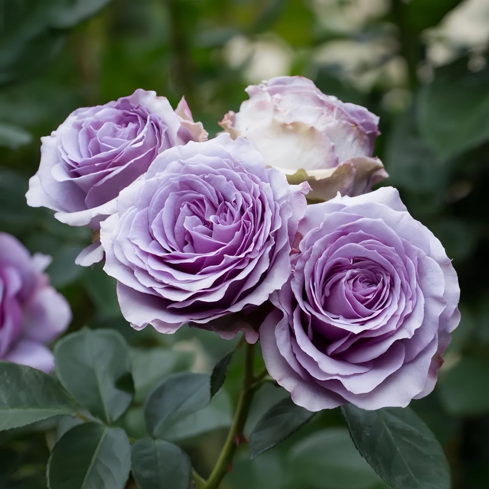 Japanese Lavender Flower Circus rose plant with strong growth and glossy foliage