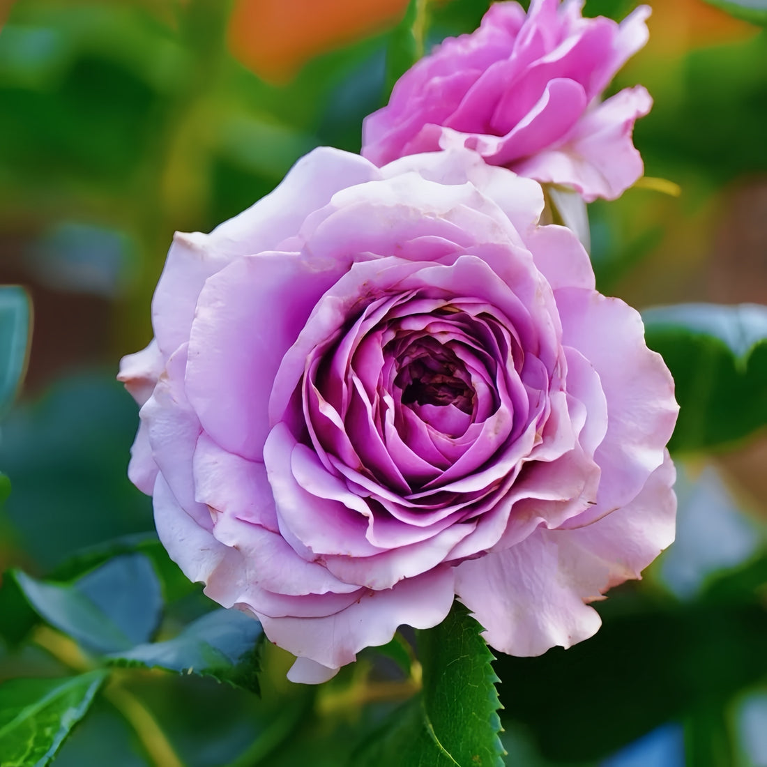 Close-up of Lavender Flower Circus lotus-shaped rose with spiral petal form