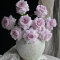 Cosette Rose from pinkish bud to soft white summer bloom