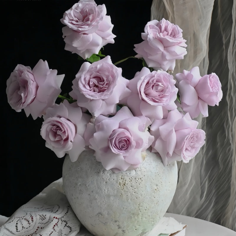 Cosette Rose from pinkish bud to soft white summer bloom