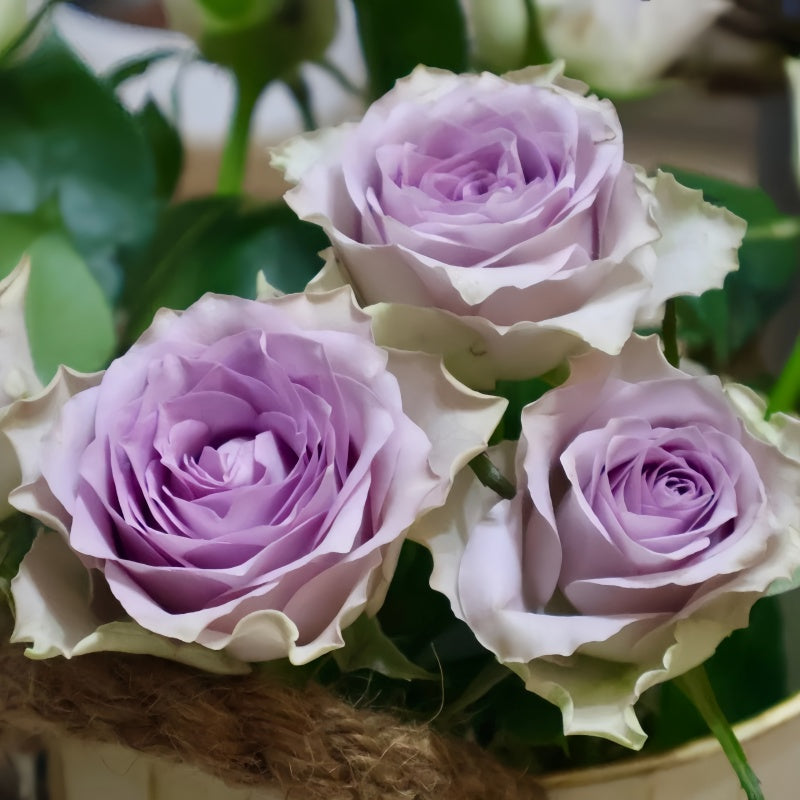 Cosette Rose from pinkish bud to soft white summer bloom