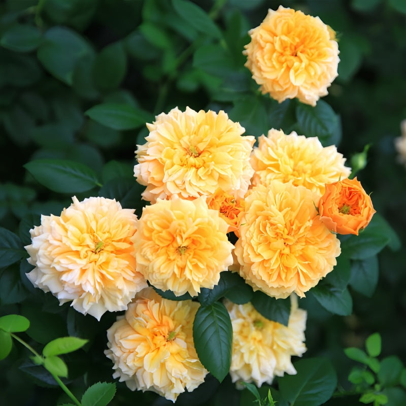 Leah Tutu Rose Plant