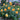 Leah Tutu Rose Plant garden rose with elegant blooms