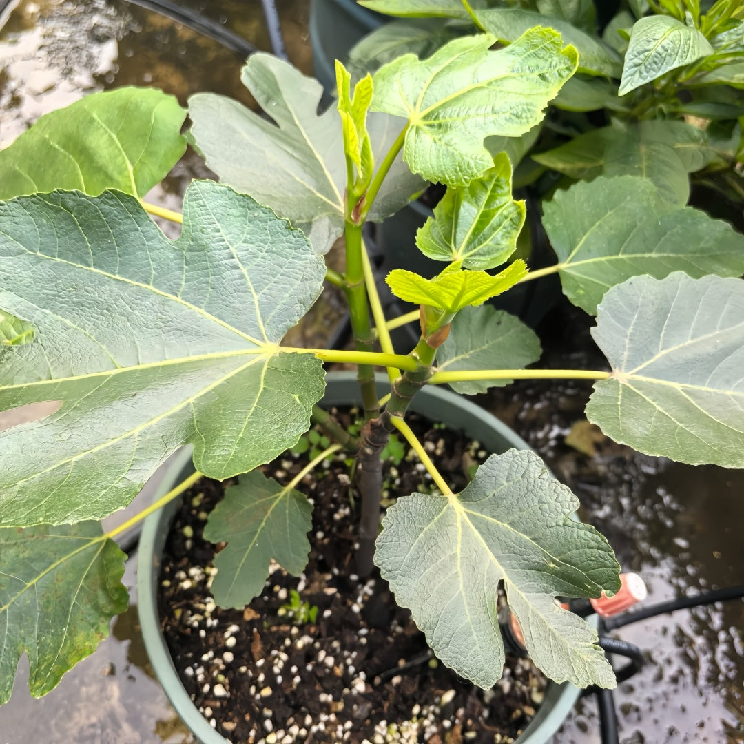 Lebanese Black Fig Tree with dark purple figs and red flesh