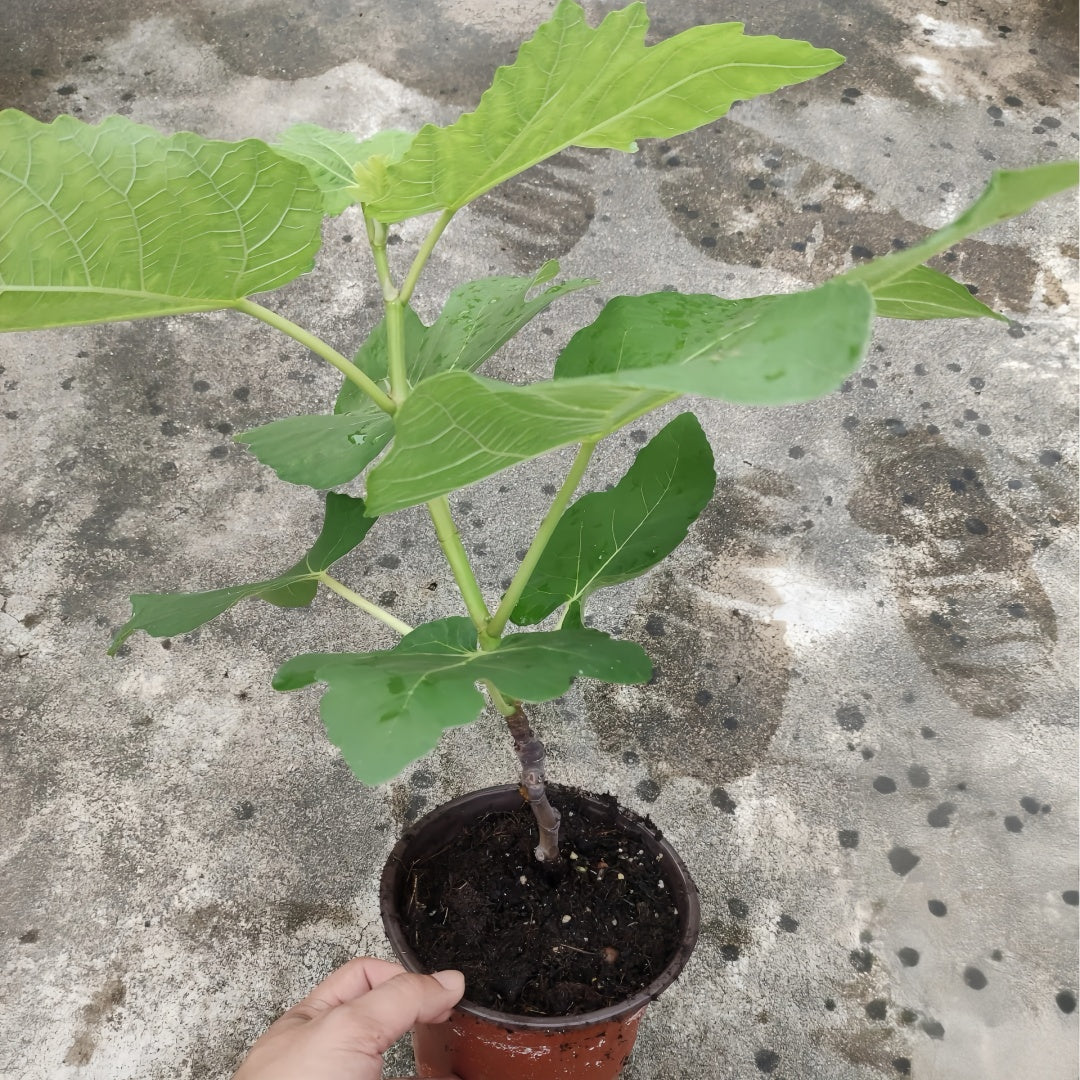 Lebanese Black Fig Tree with dark purple figs and red flesh