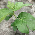 Lebanese Black Fig Tree with dark purple figs and red flesh