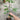 Lebanese Black Fig Tree showing dark fruit and red flesh