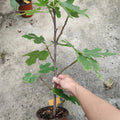 Ripe Lebanese Black figs with cracked black-purple skin