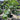 Lebanese Black Fig Tree fig tree with ripe sweet figs
