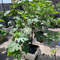 Ripe Lebanese Black figs with cracked black-purple skin