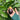 Lebanese Black Fig Tree fig tree with ripe sweet figs