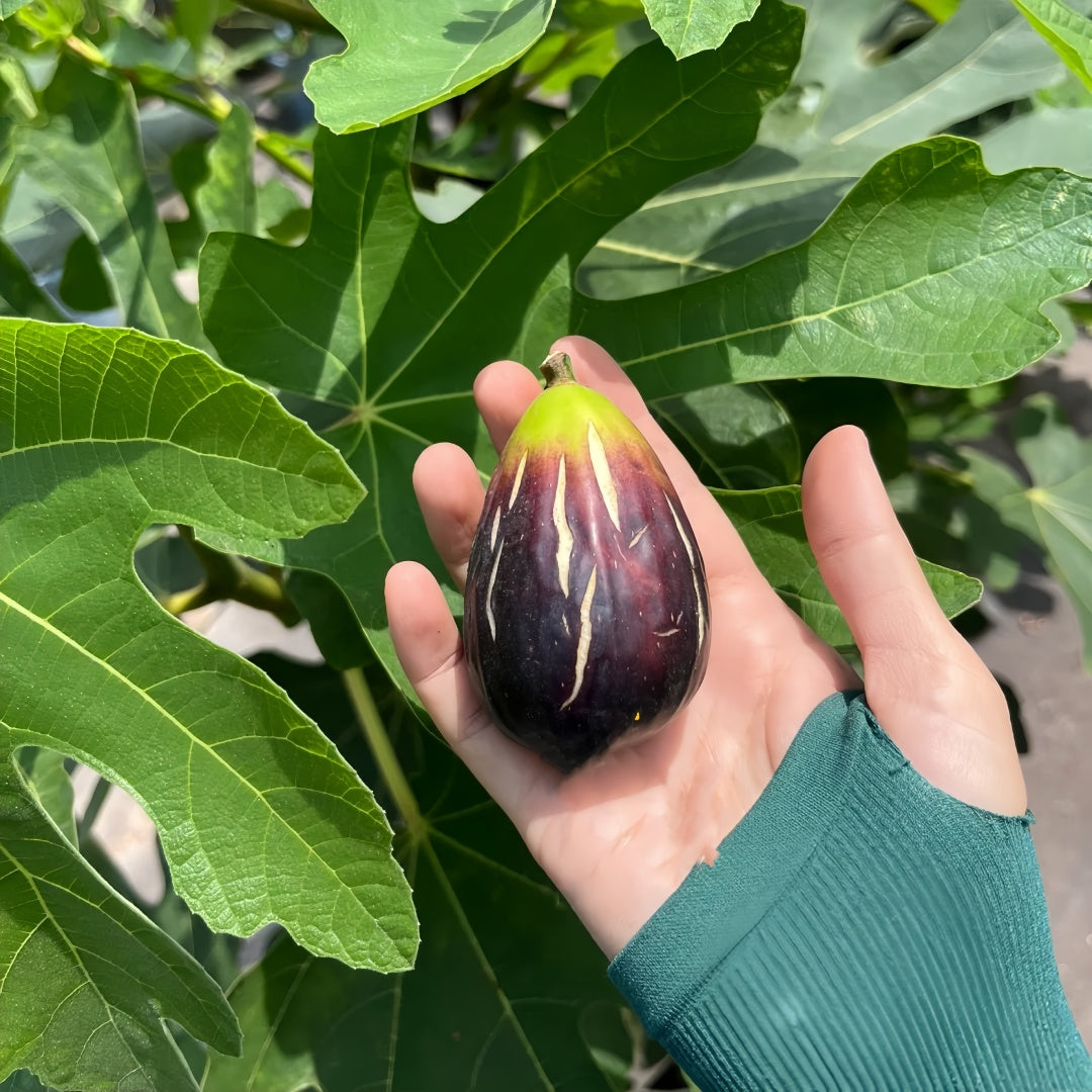 Ripe Lebanese Black figs with cracked black-purple skin
