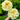 Peony ‘Lemon Chiffon’ bloom – soft lemon-yellow petals with golden stamens, early-blooming hybrid peony.