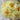 Peony ‘Lemon Chiffon’ bloom – soft lemon-yellow petals with golden stamens, early-blooming hybrid peony.