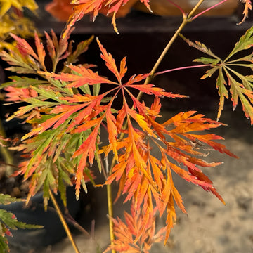 Acer japonicum 'Mai Kujaku' Maple
