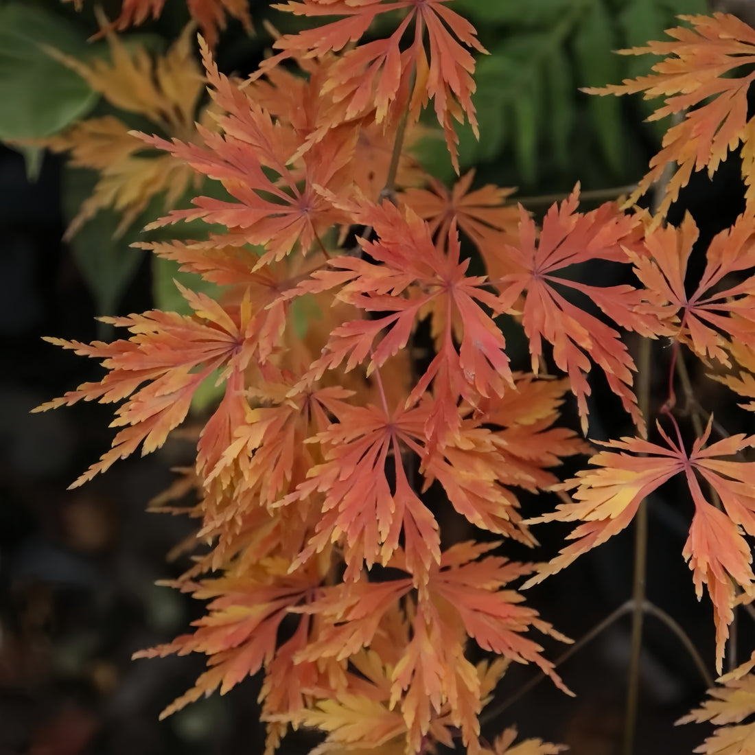Acer japonicum 'Mai Kujaku' Maple