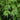 Acer japonicum 'Mai Kujaku' Maple compact maple ideal for patios and bonsai