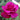 Mamy Blue Rose garden rose with elegant blooms