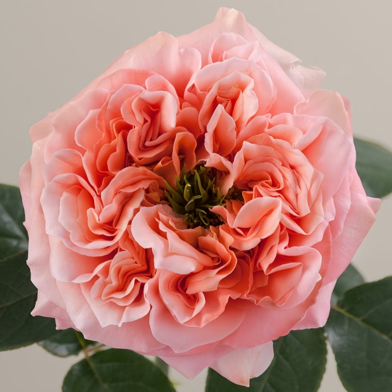 Mandarin X-Pression Rose – Elegant Garden Rose – Fast-growing-Plant