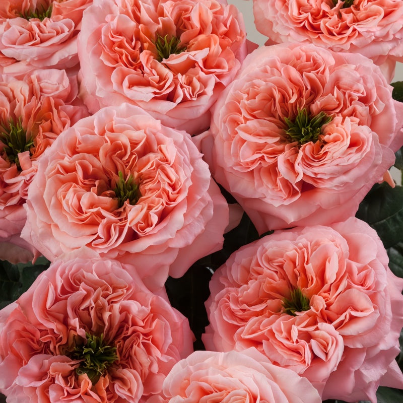 Mandarin X-Pression Rose