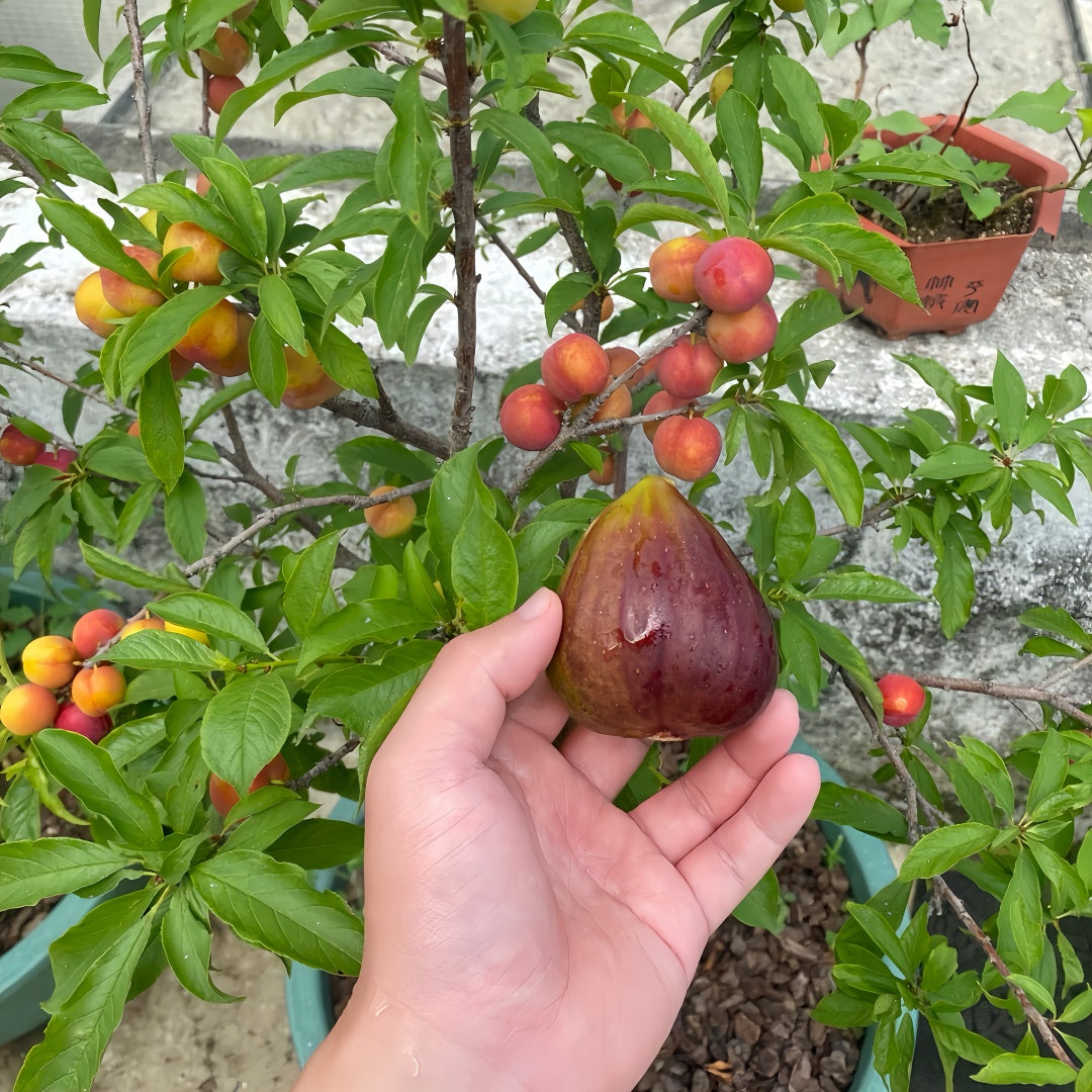 Masui Dauphine Fig Tree with large purple figs and peach-red flesh