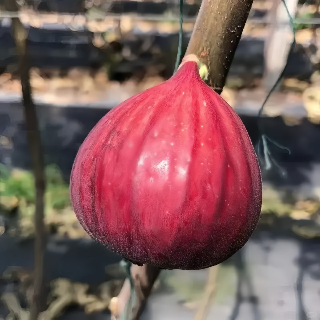 Masui Dauphine Fig Tree with large purple figs and peach-red flesh