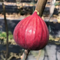 Masui Dauphine Fig Tree with large purple figs and peach-red flesh