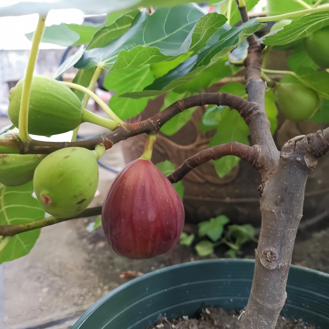 High-yield fig tree producing up to 200g fruits with sweet mild flavor