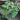 Masui Dauphine Fig Tree fig tree with ripe sweet figs