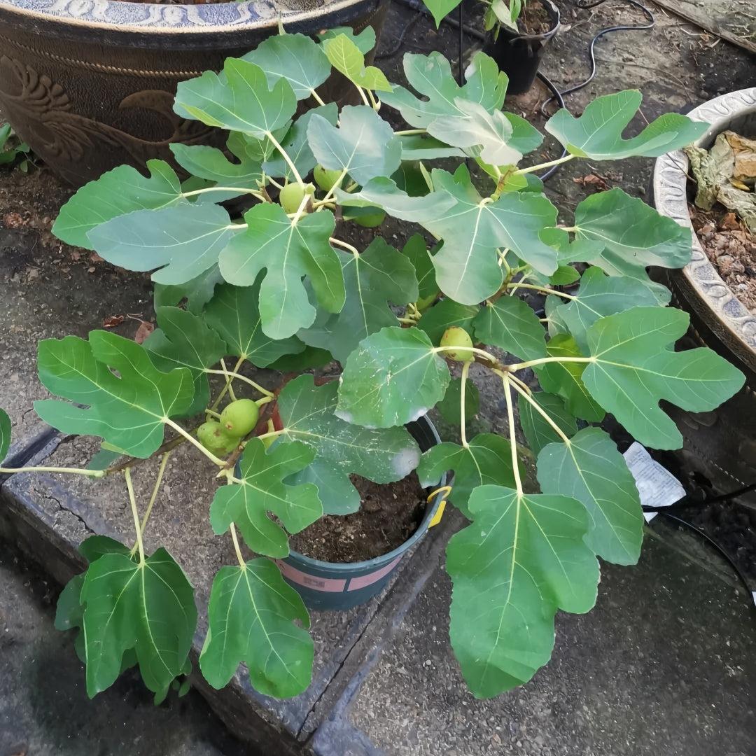 High-yield fig tree producing up to 200g fruits with sweet mild flavor