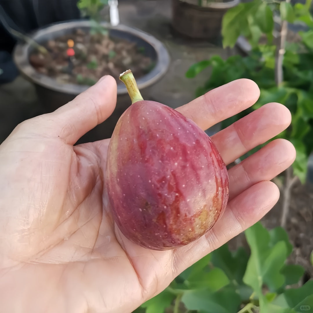 High-yield fig tree producing up to 200g fruits with sweet mild flavor