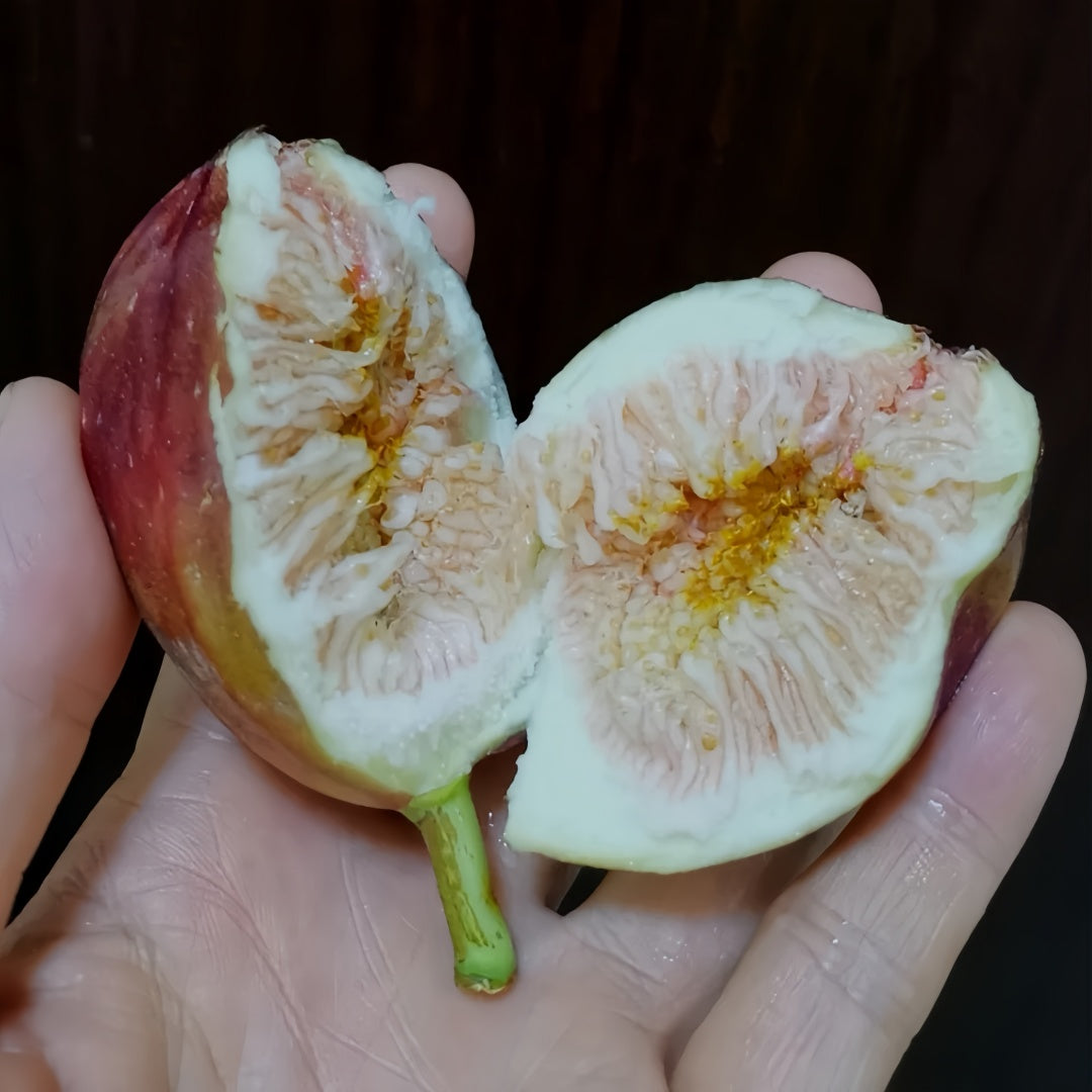 Fresh Masui Dauphine figs displayed with vibrant peach-red flesh