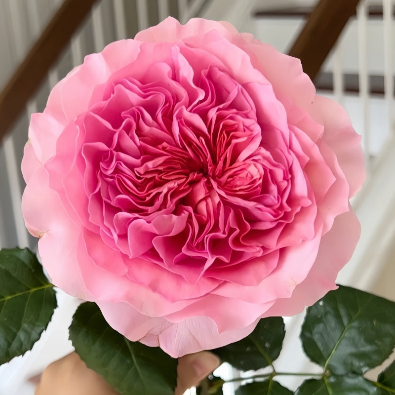Millicent Rose