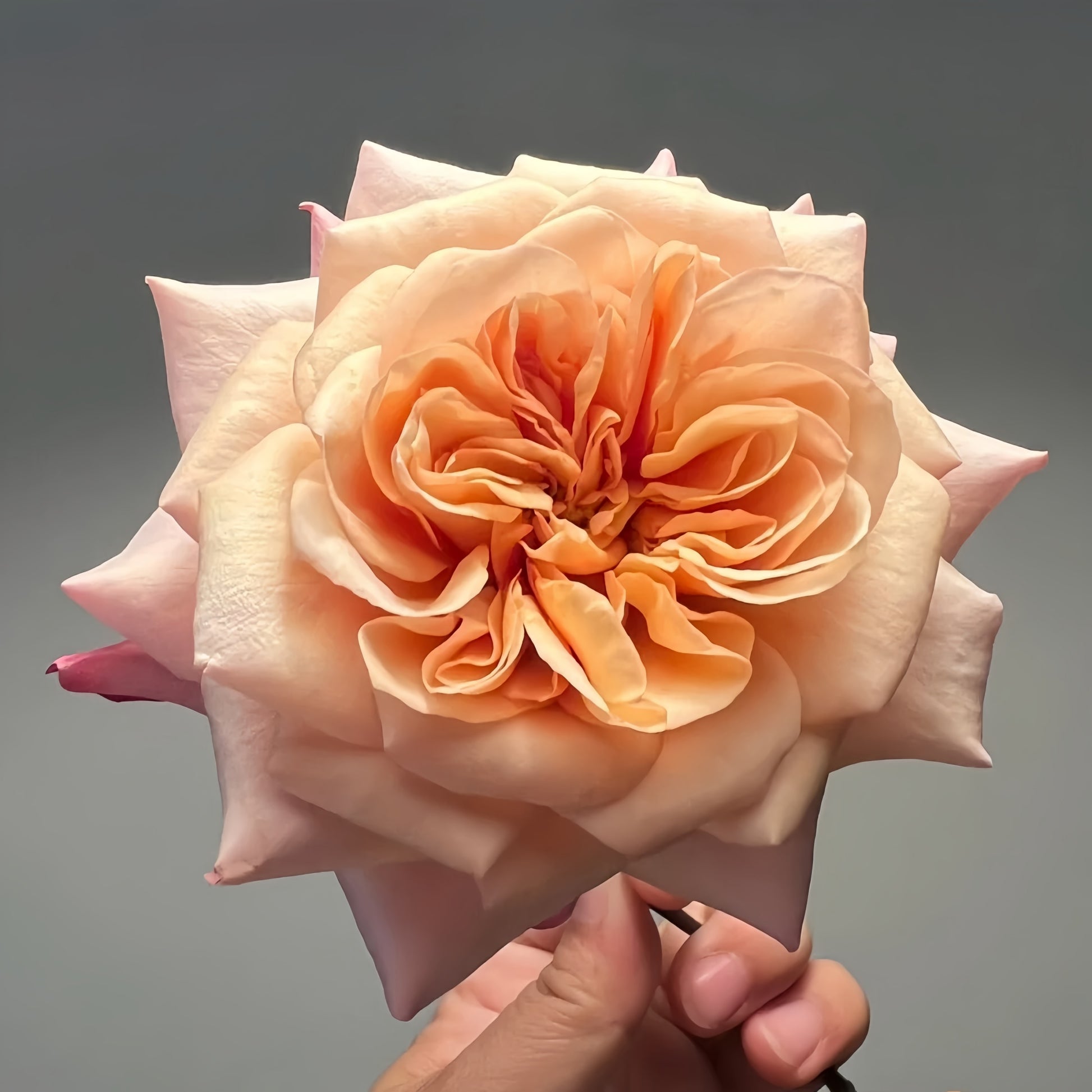 Miyabi Cha Rose garden rose with elegant blooms