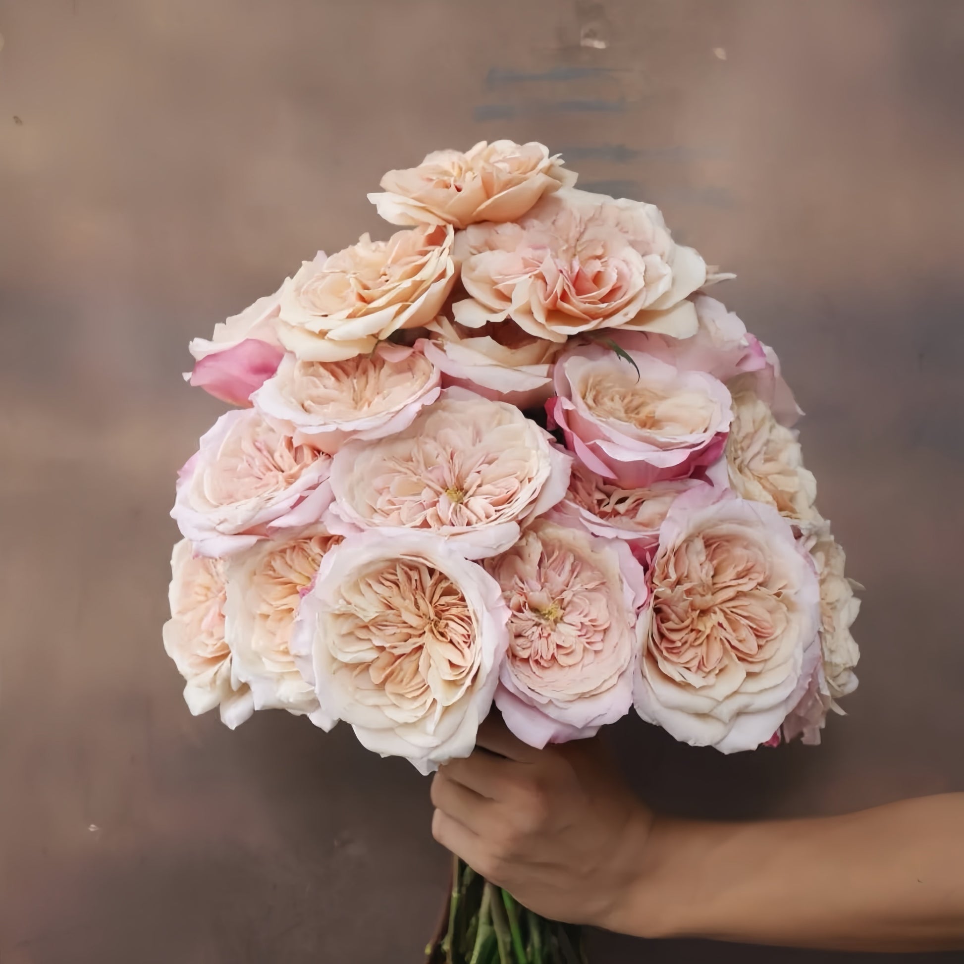 Miyabi Cha Rose garden rose with elegant blooms