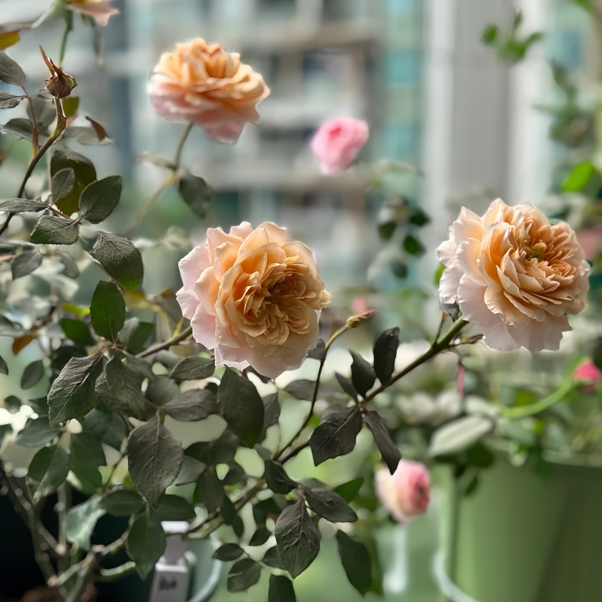 Miyabi Cha Rose garden rose with elegant blooms