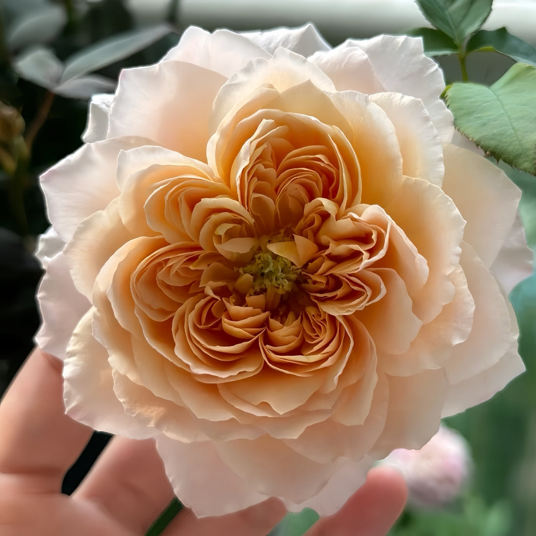 Miyabi Cha Rose garden rose with elegant blooms