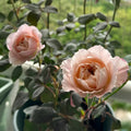 Miyabi Cha Rose garden rose with elegant blooms