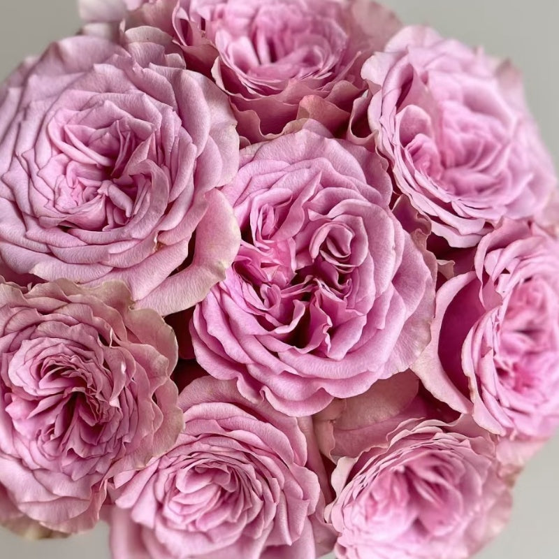 Montmartre Rose garden rose with elegant blooms