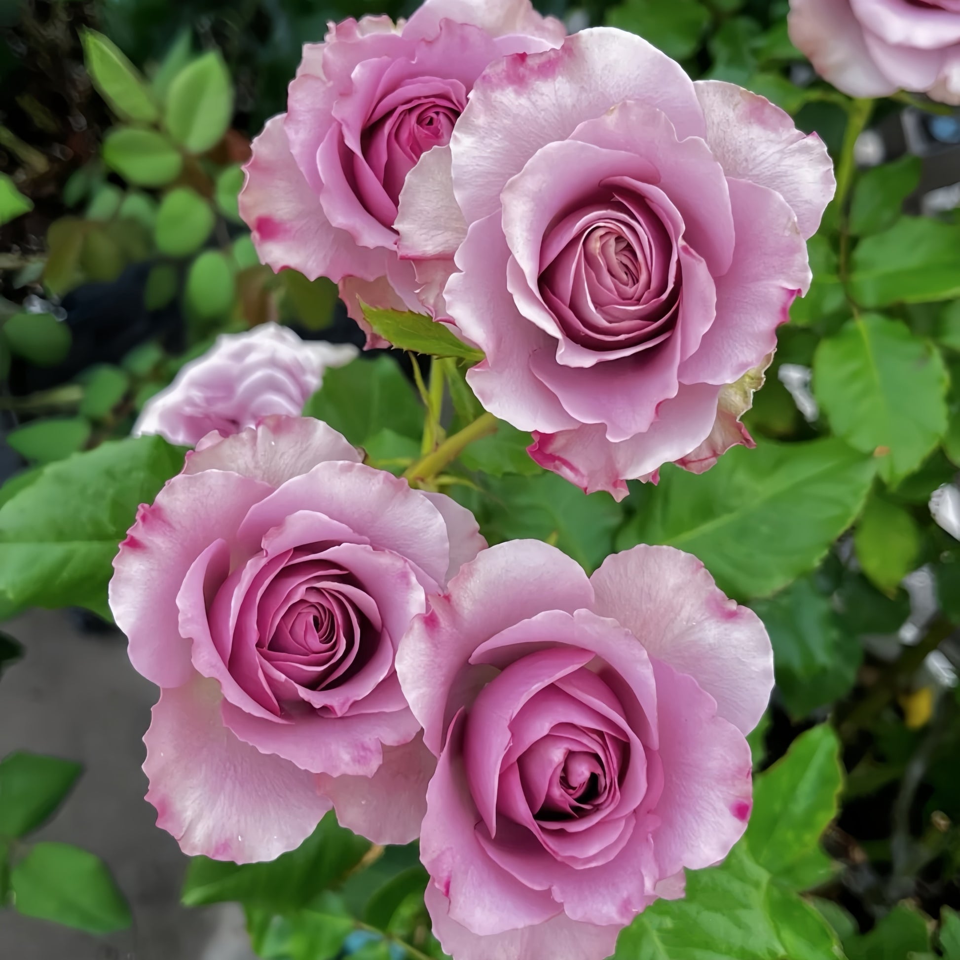 Montmartre Rose garden rose with elegant blooms