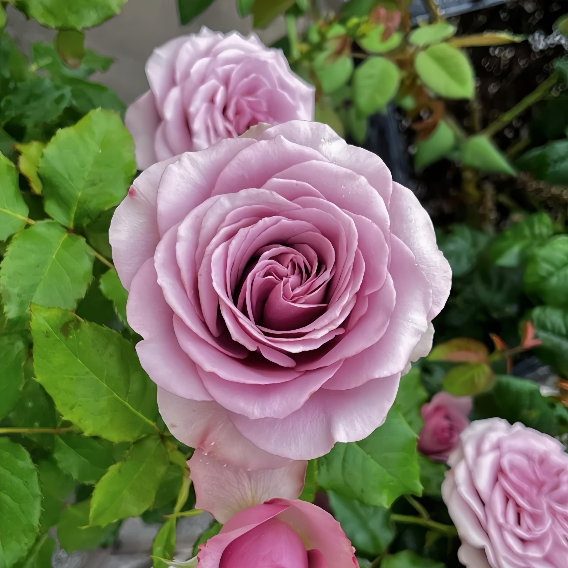 Montmartre Rose garden rose with elegant blooms