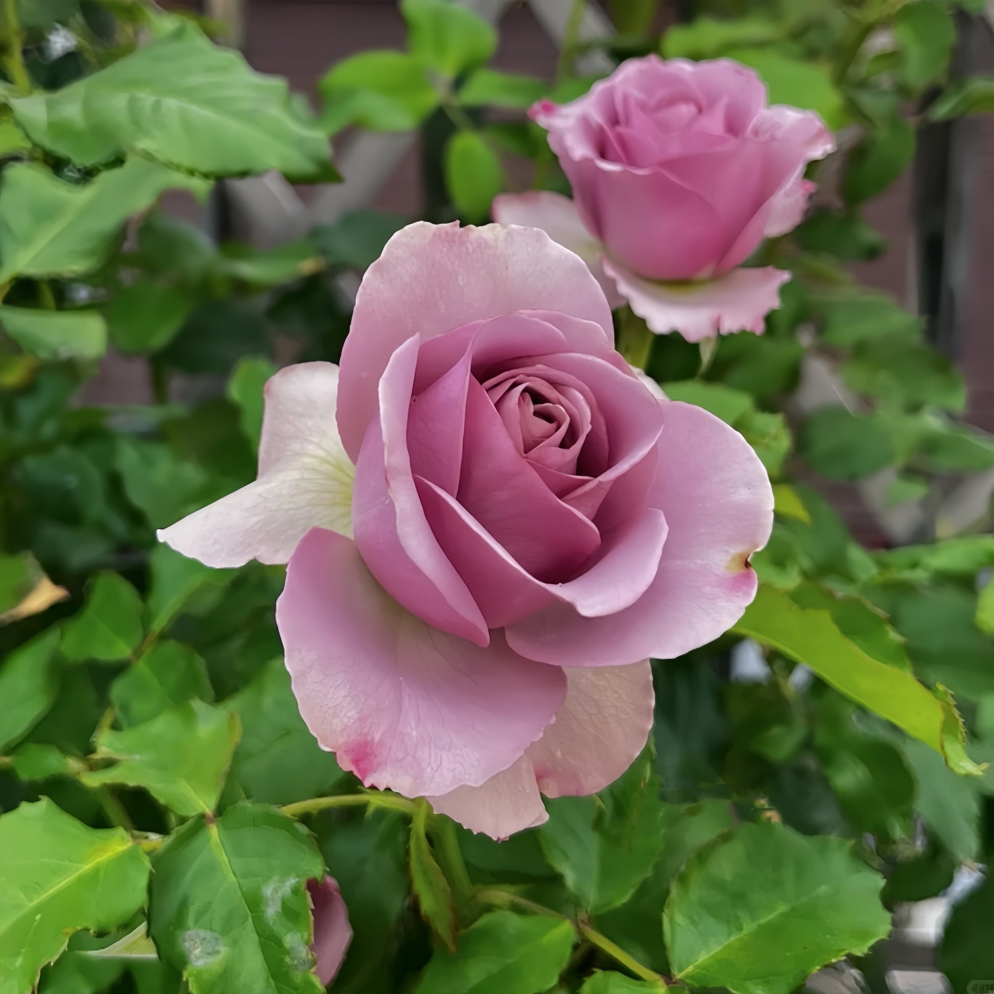 Montmartre Rose garden rose with elegant blooms